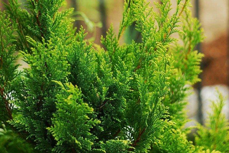 Кипарис – фото