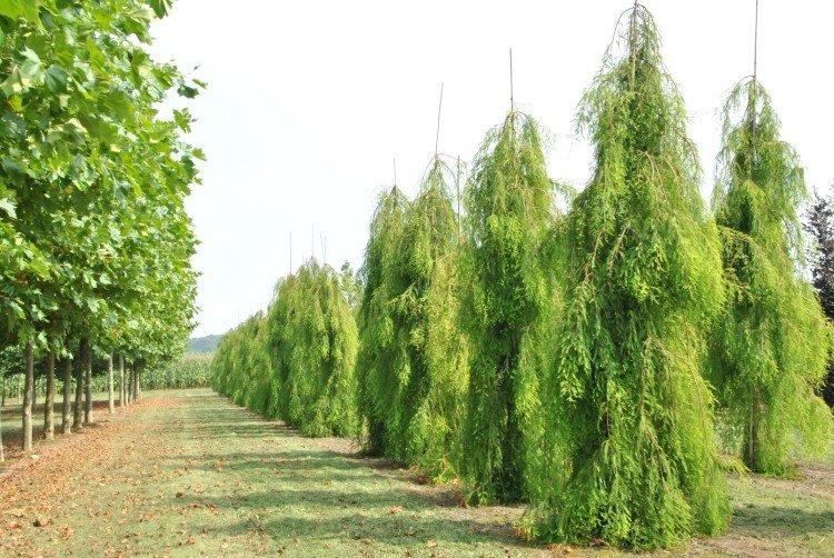 Обыкновенный кипарис