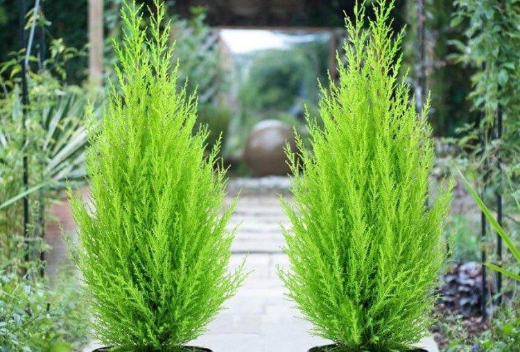 Карликовый кипарис