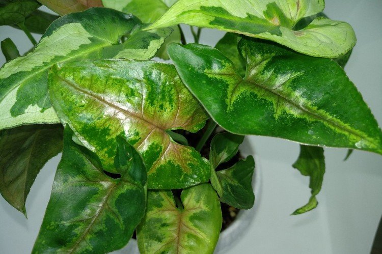 Влажность и опрыскивания