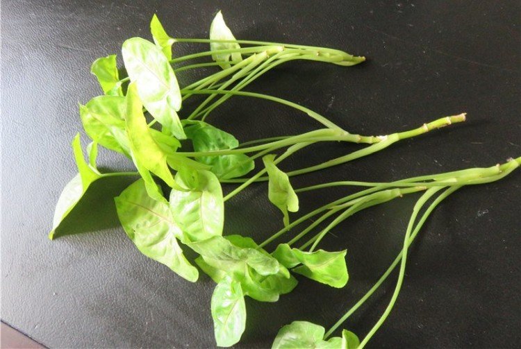 Посадка и размножение сингониума