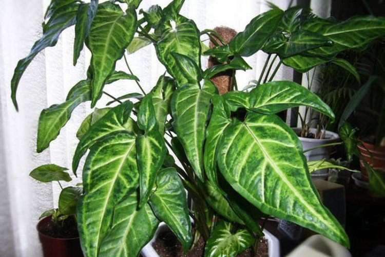 Ушковидный сингониум