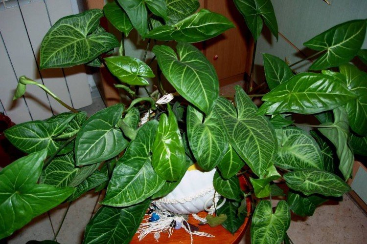 Сингониум – фото