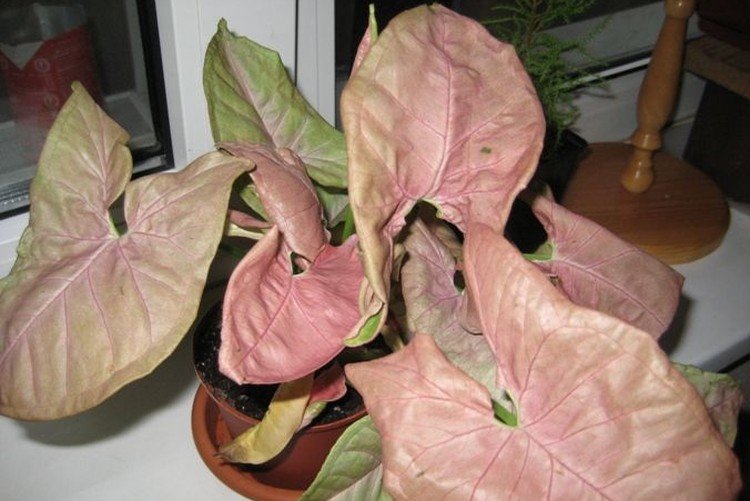 Сингониум – фото