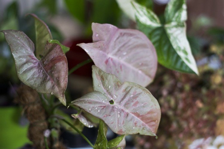 Сингониум – фото