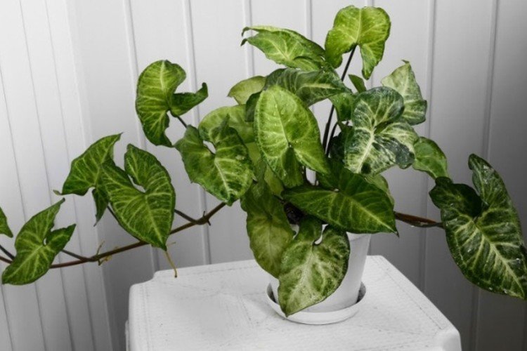 Сингониум – фото