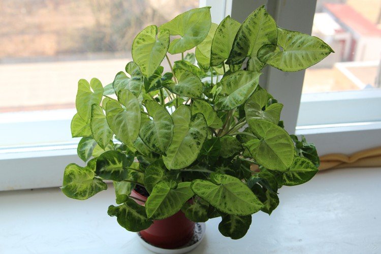 Сингониум – фото