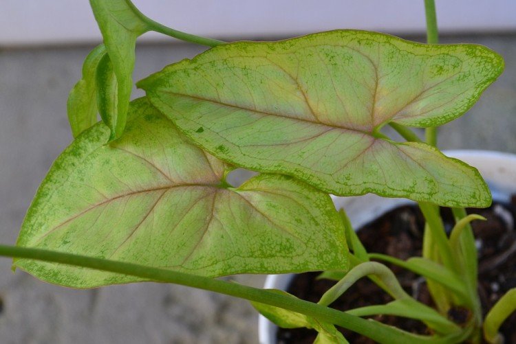 Сингониум – фото