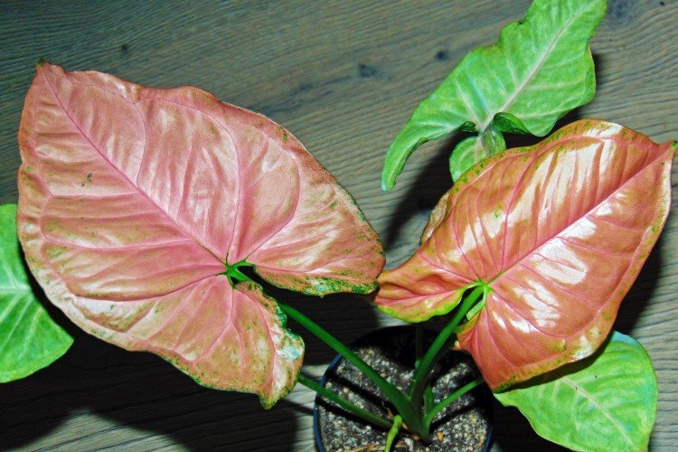 Сингониум – фото