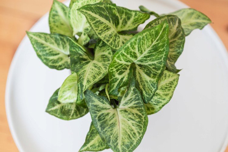 Сингониум – фото