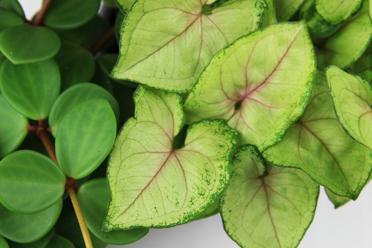 Сингониум – фото