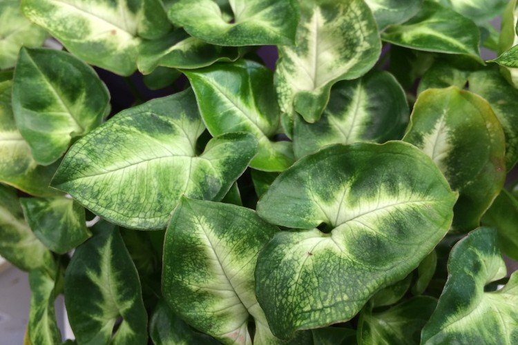 Сингониум – фото