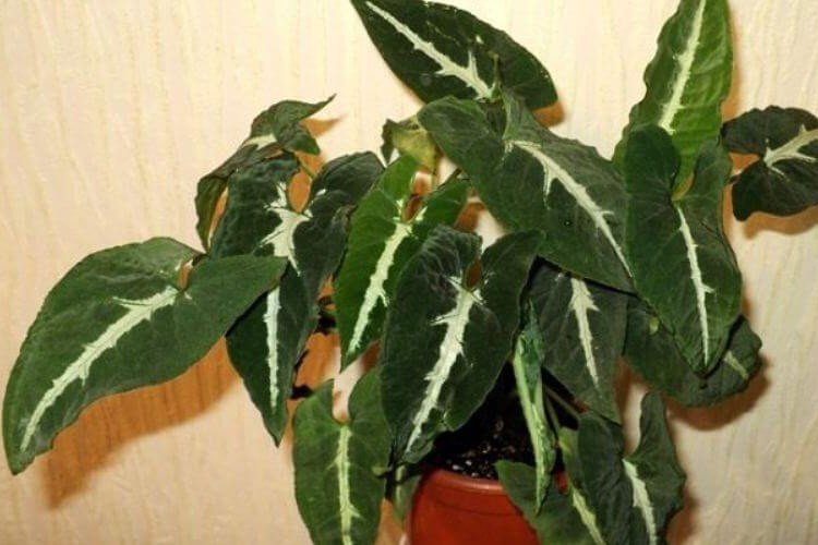 Сингониум Вендланда