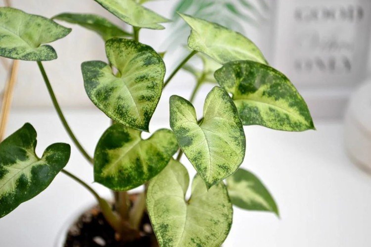 Сингониум Пикси