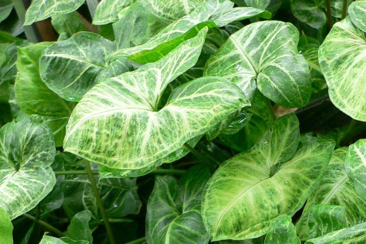 Ножколистный сингониум