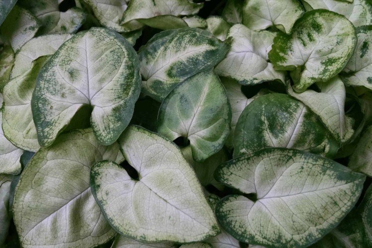 Сингониум Баттерфляй