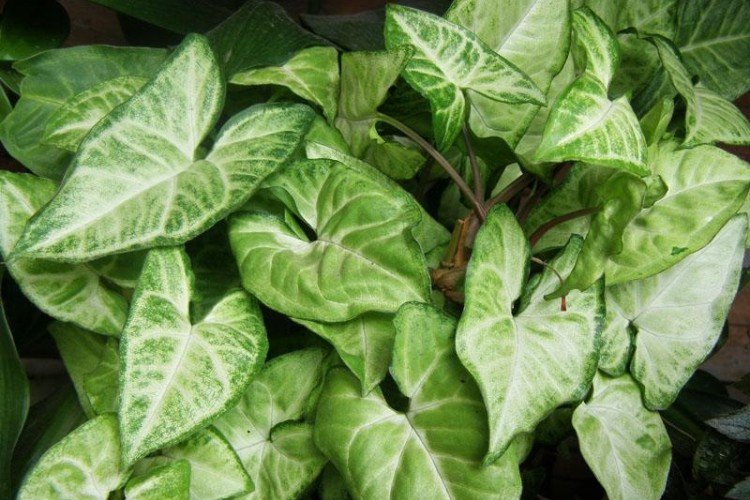 Температура