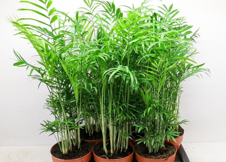 Удобрения и подкормка