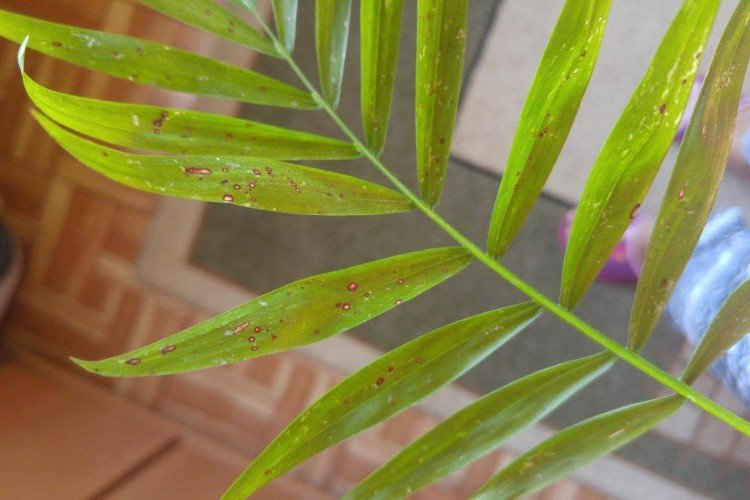 Борьба с вредителями и болезнями