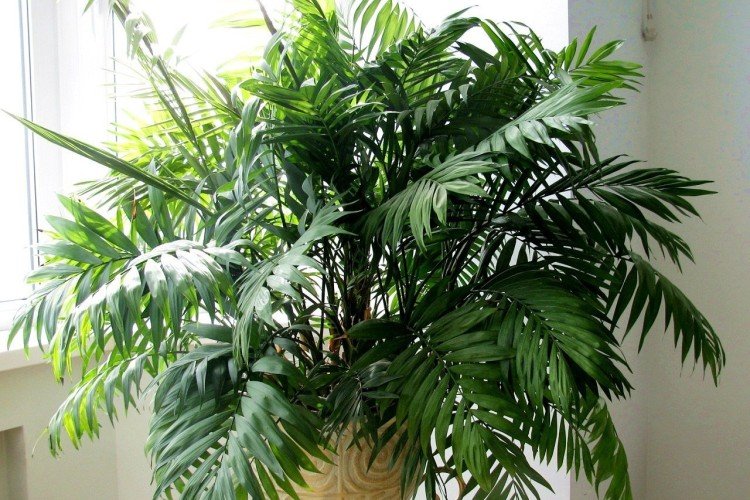 Хамедорея – фото