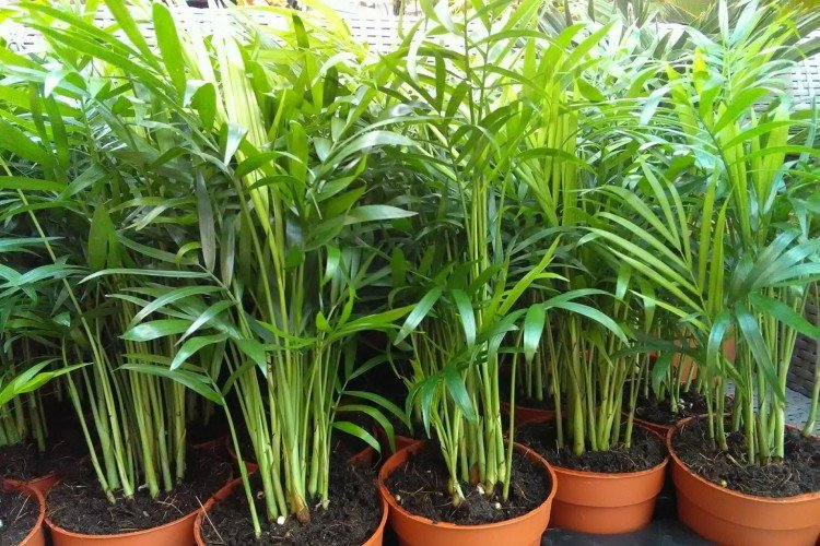 Изящная хамедорея