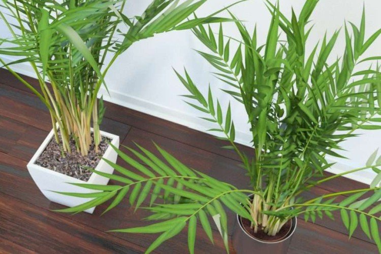 Хамедорея – фото