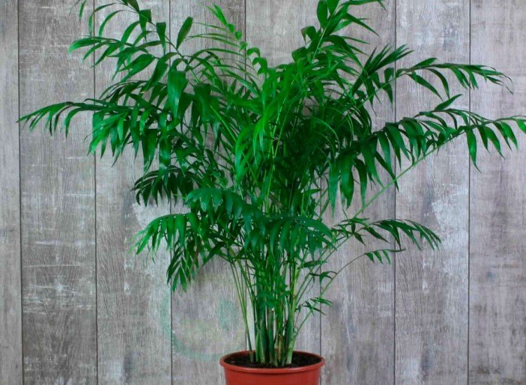 Хамедорея – фото