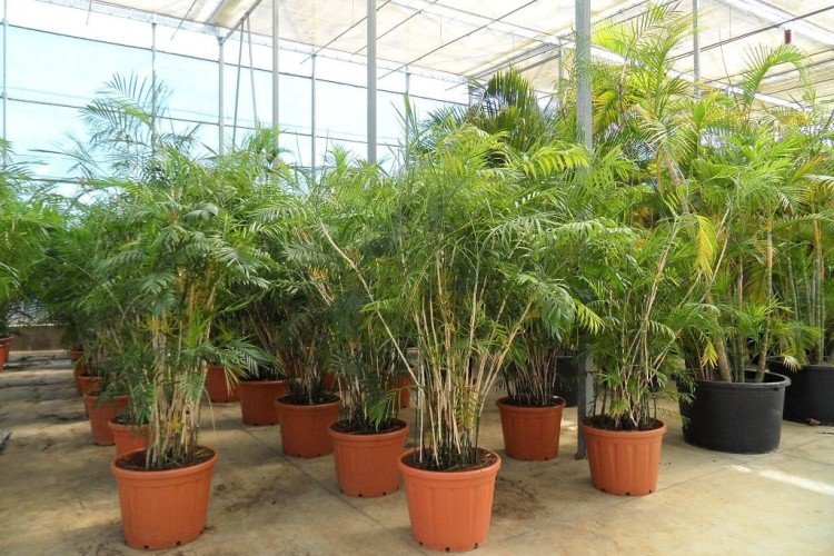 Хамедорея – фото