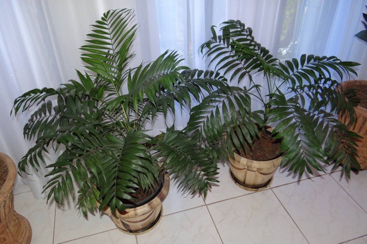 Хамедорея – фото