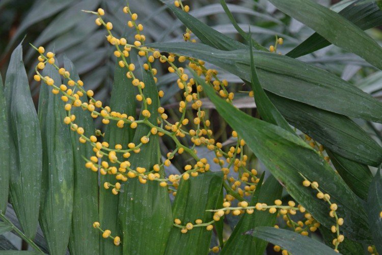 Хамедорея – фото