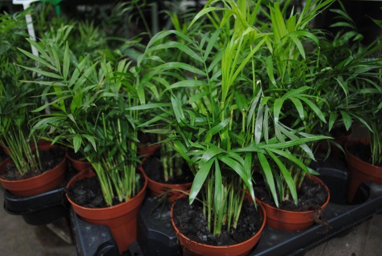 Хамедорея – фото