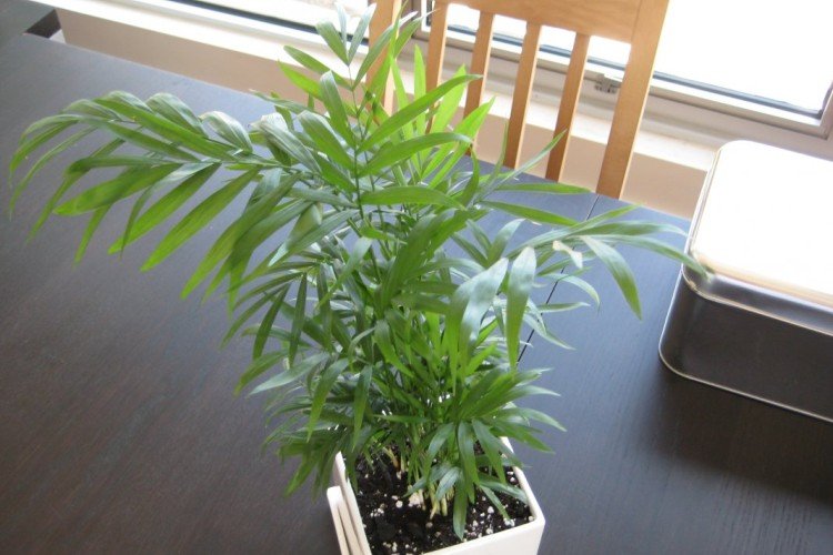 Хамедорея – фото