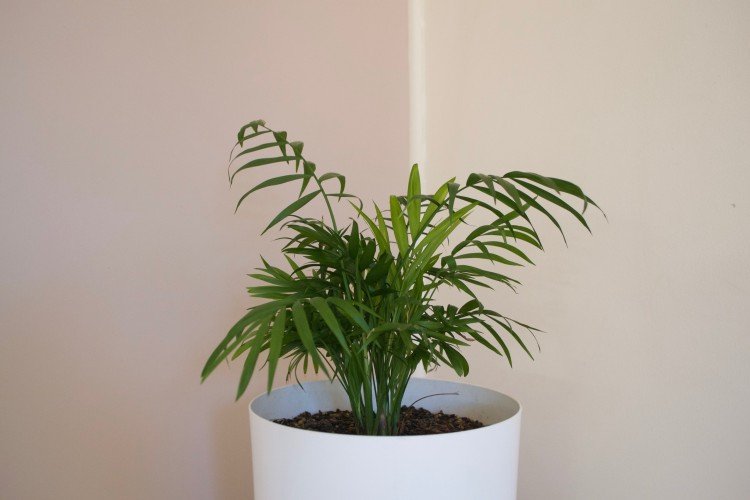 Хамедорея – фото