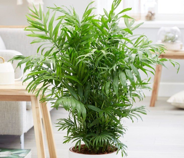 Хамедорея – фото