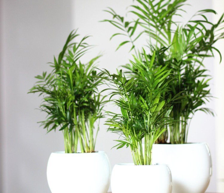 Хамедорея – фото