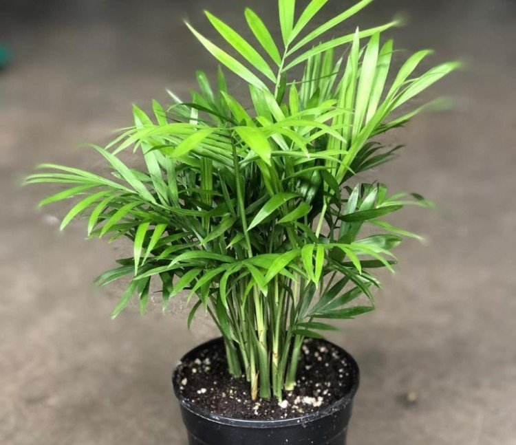 Одноцветная хамедорея