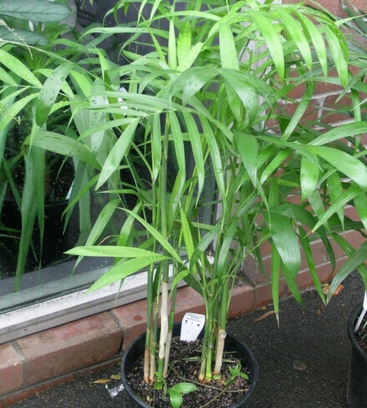 Высокая хамедорея