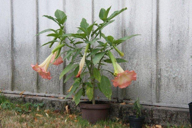 Борьба с вредителями и болезнями