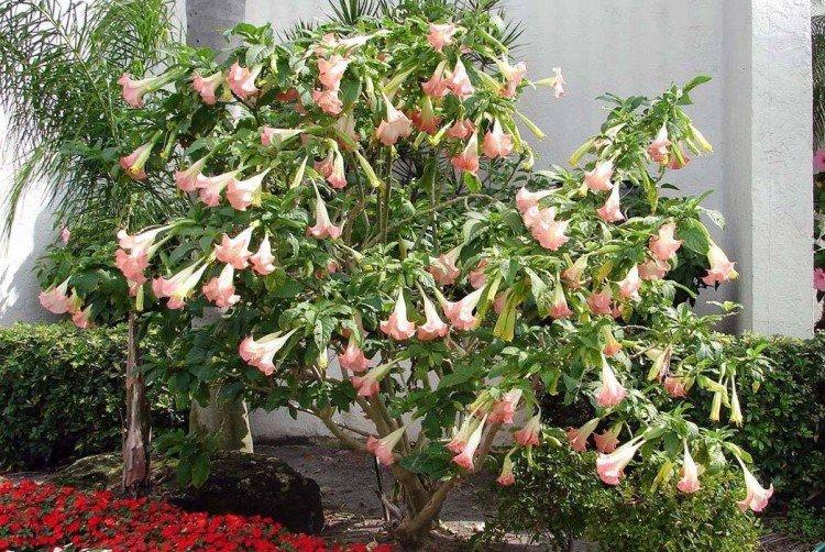 Бругмансия – фото