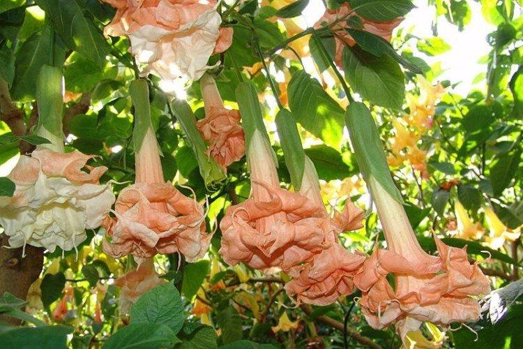 Бругмансия – фото