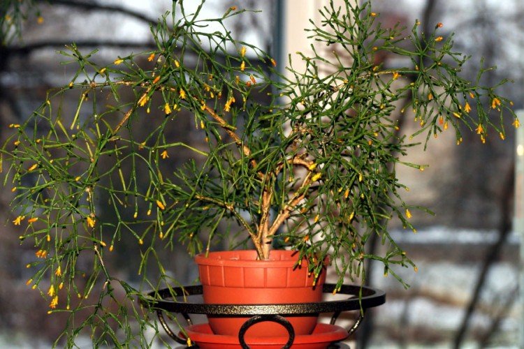 Хатиора (50 фото): виды, уход и выращивание в домашних условиях