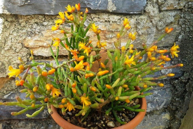 Удобрения и подкормка