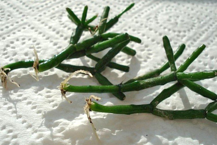 Посадка и размножение хатиоры