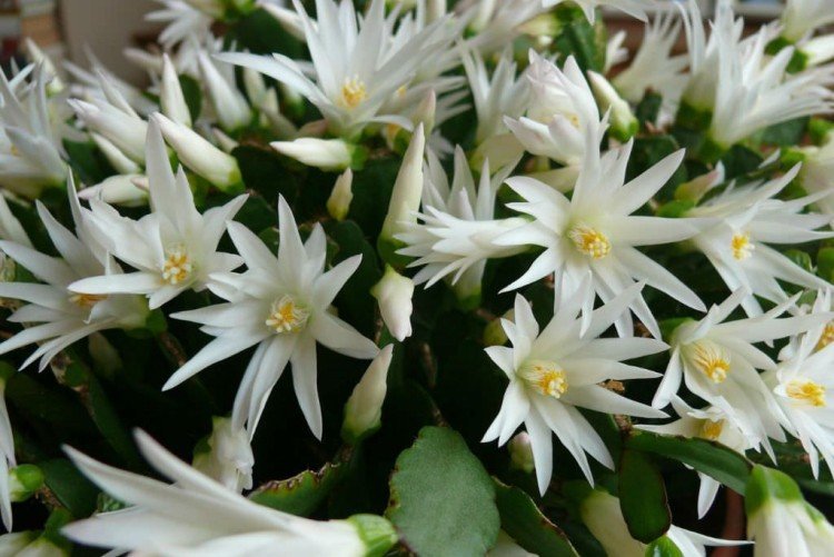 Хатиора – фото