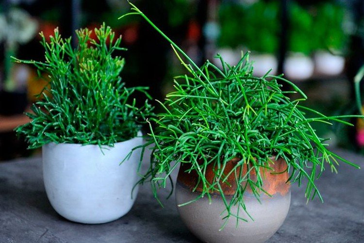 Хатиора – фото