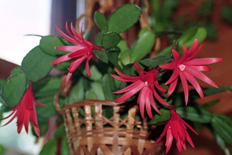 Хатиора – фото