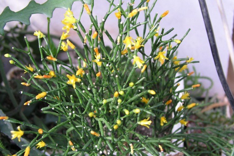 Солеросовая хатиора