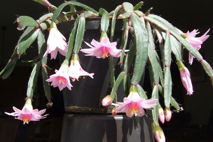 Хатиора – фото