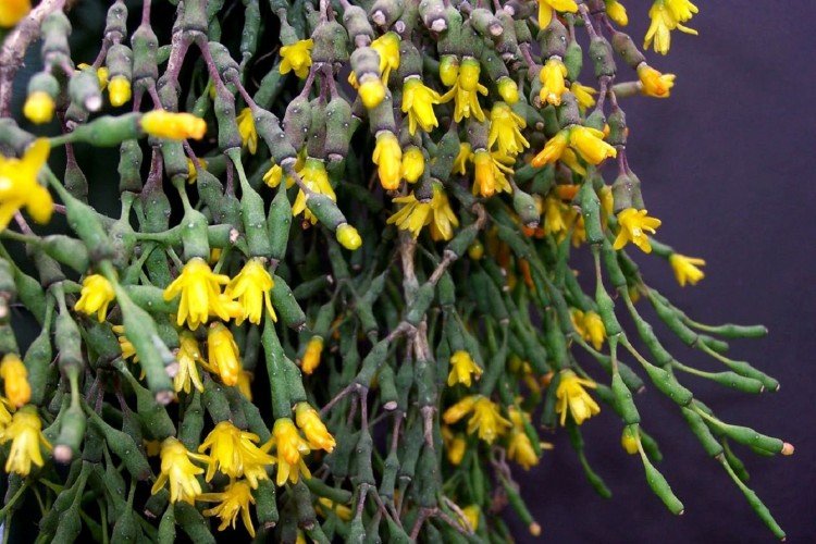 Хатиора – фото