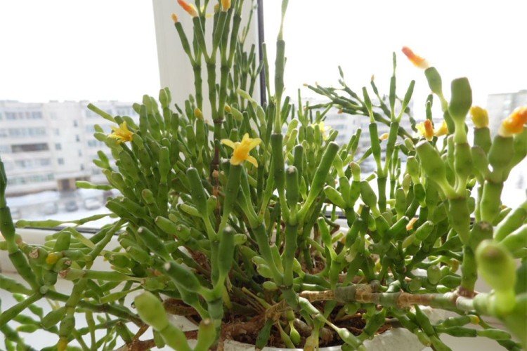 Хатиора – фото